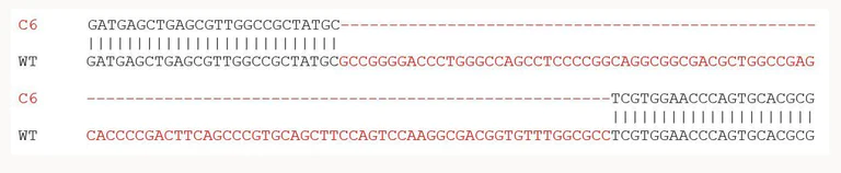 Sanger Sequencing - Human HOXA9 knockout HEK-293 cell line (AB280053)