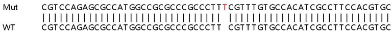 Sanger Sequencing - Human HPDL knockout HeLa cell lysate (AB257995)
