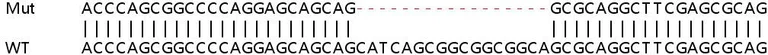 Sanger Sequencing - Human HPSE (Heparanase 1) knockout HeLa cell line (AB265413)