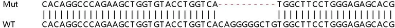 Sanger Sequencing - Human HSD3B7 knockout HeLa cell line (AB265239)