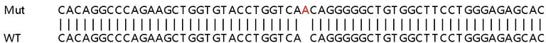 Sanger Sequencing - Human HSD3B7 knockout HeLa cell line (AB265239)