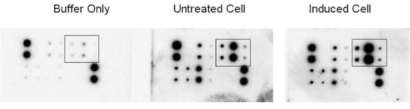 Multiplex Protein Detection - Human HSP Antibody Array - Membrane (9 Targets) (AB193661)