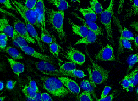 Immunocytochemistry/ Immunofluorescence - Human HSP60 ELISA Kit (AB124534), expandable thumbnail