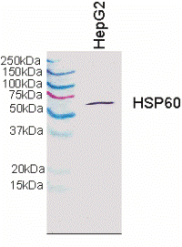 Western blot - Human HSP60 ELISA Kit (AB124534), expandable thumbnail