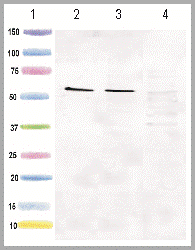 Western blot - Human HSP60 ELISA Kit (ab124534), expandable thumbnail