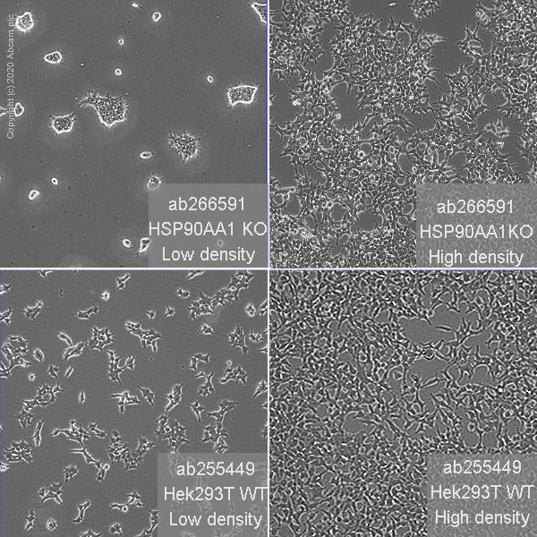 Cell Culture - Human HSP90AA1 (Hsp90 alpha) knockout HEK-293T cell line (AB266591), expandable thumbnail