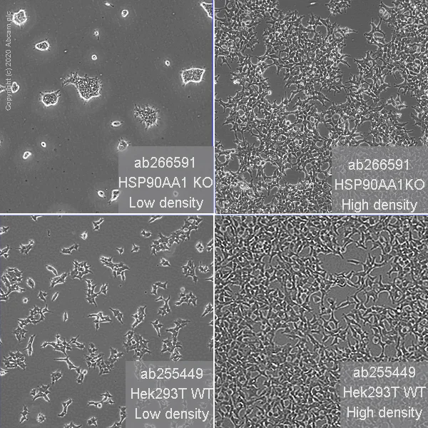 Cell Culture - Human HSP90AA1 (Hsp90 alpha) knockout HEK-293T cell line (AB266591)
