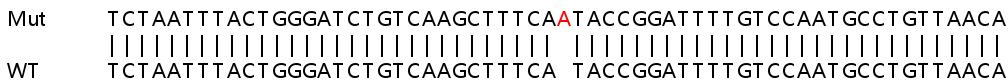 Sanger Sequencing - Human HSP90AA1 (Hsp90 alpha) knockout HEK-293T cell line (AB266591), expandable thumbnail