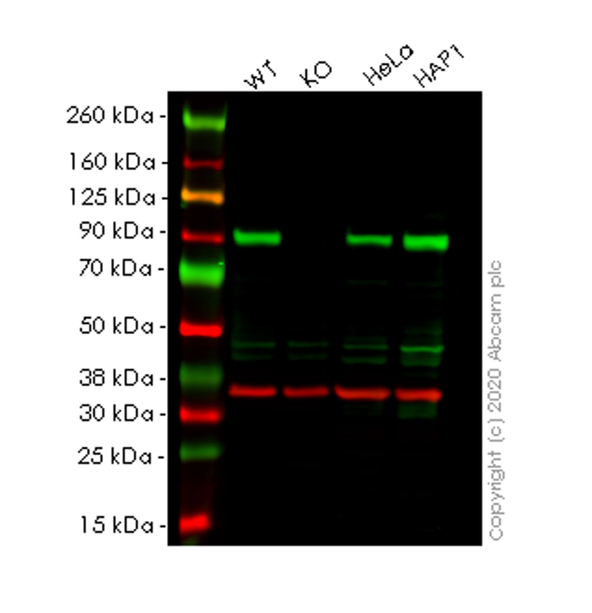Western blot - Human HSP90AA1 (Hsp90 alpha) knockout HEK-293T cell line (AB266591), expandable thumbnail