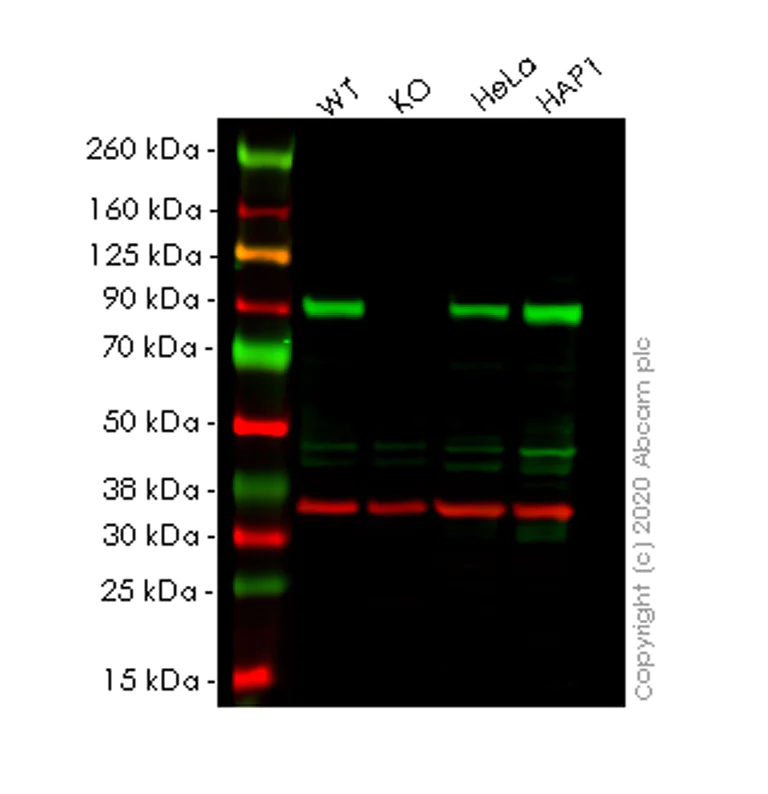 Western blot - Human HSP90AA1 (Hsp90 alpha) knockout HEK-293T cell line (AB266591)