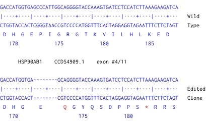 Next Generation Sequencing - Human HSP90AB1 (Hsp90 beta) knockout A-431 cell line (AB269491)