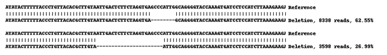 Next Generation Sequencing - Human HSP90AB1 (Hsp90 beta) knockout A-431 cell lysate (AB269654)
