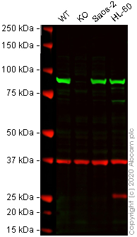 Western blot - Human HSP90AB1 (Hsp90 beta) knockout A-431 cell lysate (AB269654)