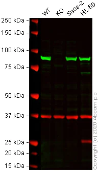 Western blot - Human HSP90AB1 (Hsp90 beta) knockout A-431 cell lysate (AB269654)