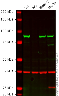 Western blot - Human HSP90AB1 (Hsp90 beta) knockout A-431 cell lysate (AB269654)