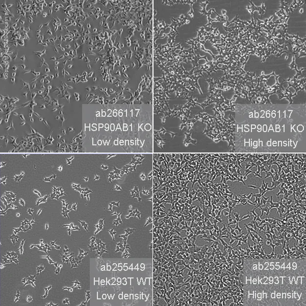 Cell Culture - Human HSP90AB1 (Hsp90 beta) knockout HEK-293T cell line (AB266117)