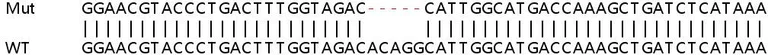 Sanger Sequencing - Human HSP90AB1 (Hsp90 beta) knockout HEK-293T cell line (AB266117)