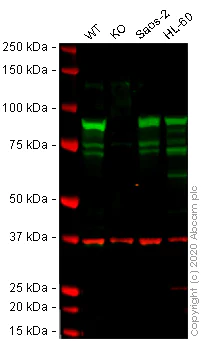 Western blot - Human HSP90AB1 (Hsp90 beta) knockout HEK-293T cell lysate (AB257190)