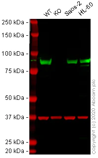 Western blot - Human HSP90AB1 (Hsp90 beta) knockout HEK-293T cell lysate (AB257190)