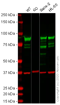 Western blot - Human HSP90AB1 (Hsp90 beta) knockout HEK-293T cell lysate (AB257190)