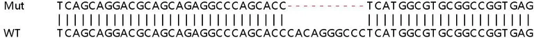 Sanger Sequencing - Human HSP90B1 (GRP94) knockout HEK-293T cell line (AB266313)