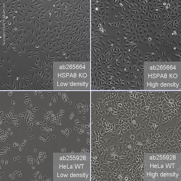 Cell Culture - Human HSPA8 (Hsc70) knockout HeLa cell line (AB265664)