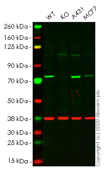 Western blot - Human HSPA8 (Hsc70) knockout HeLa cell lysate (AB256944)