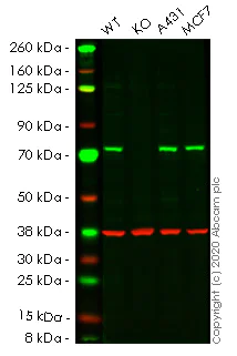 Western blot - Human HSPA8 (Hsc70) knockout HeLa cell lysate (AB256944)