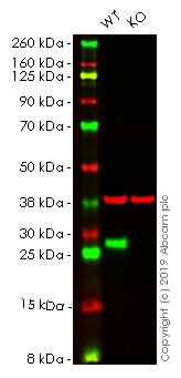 Western blot - Human HSPB1 (Hsp27) knockout HeLa cell line (AB261738)