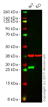 Western blot - Human HSPB1 (Hsp27) knockout HeLa cell line (AB261738)