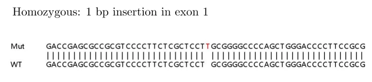 Sanger Sequencing - Human HSPB1 (Hsp27) knockout HeLa cell lysate (AB256945)
