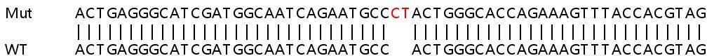 Sanger Sequencing - Human HTR3D (5HT3D Receptor) knockout A549 cell line (AB266992), expandable thumbnail