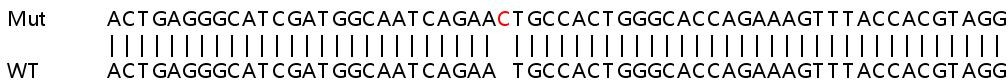 Human HTR3D (5HT3D Receptor) knockout A549 cell line