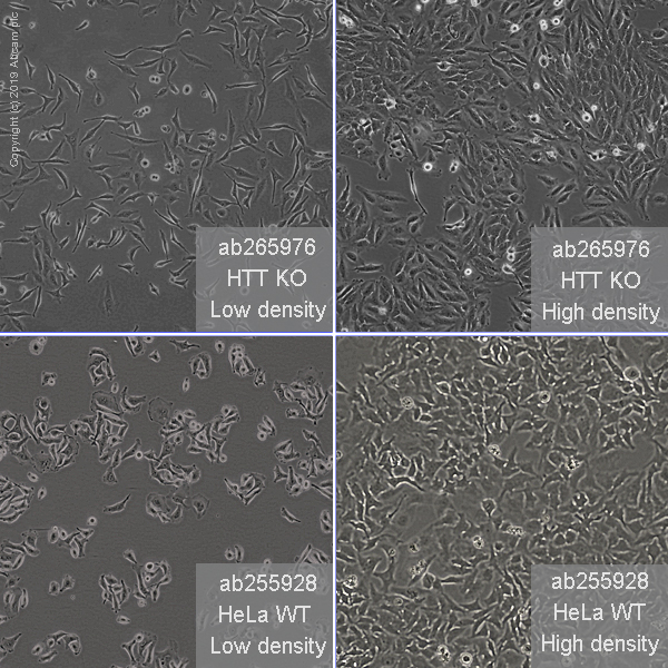 Cell Culture - Human HTT (Huntingtin) knockout HeLa cell line (AB265976), expandable thumbnail
