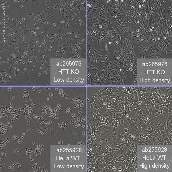Cell Culture - Human HTT (Huntingtin) knockout HeLa cell line (AB265976)