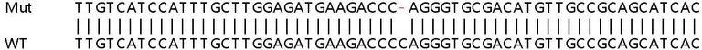 Sanger Sequencing - Human HTT (Huntingtin) knockout HeLa cell line (AB265976)