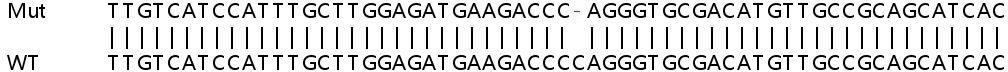 Sanger Sequencing - Human HTT (Huntingtin) knockout HeLa cell lysate (AB256946), expandable thumbnail
