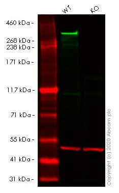 Western blot - Human HTT (Huntingtin) knockout HeLa cell lysate (AB256946)