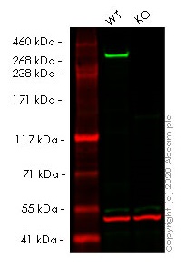 Western blot - Human HTT (Huntingtin) knockout HeLa cell lysate (AB256946), expandable thumbnail