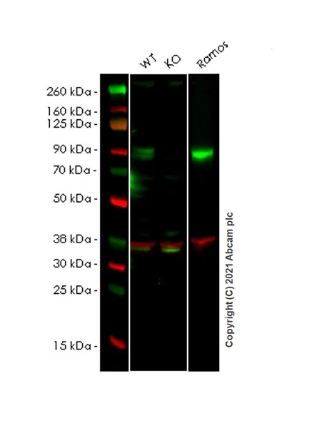 Western blot - Human ICAM1 knockout HeLa cell lysate (AB256947), expandable thumbnail