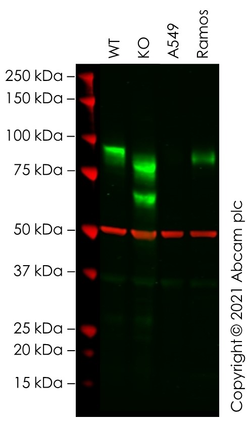 Western blot - Human ICAM1 knockout HeLa cell lysate (AB256947), expandable thumbnail