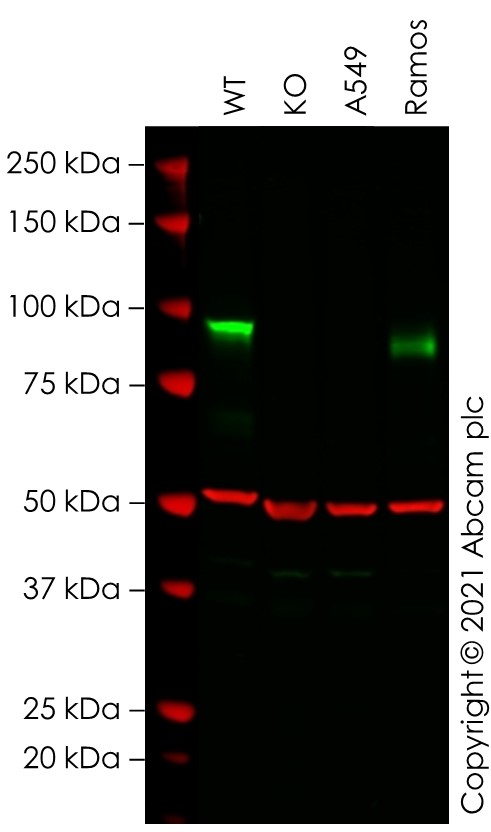 Western blot - Human ICAM1 knockout HeLa cell lysate (AB256947), expandable thumbnail