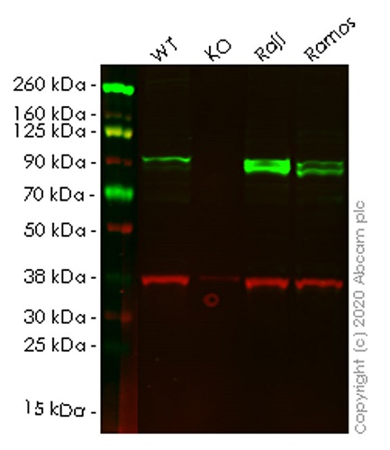 Western blot - Human ICAM1 knockout HeLa cell lysate (AB256947), expandable thumbnail
