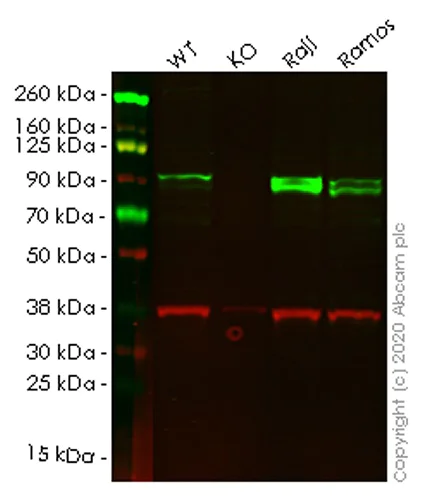 Western blot - Human ICAM1 knockout HeLa cell lysate (AB256947)