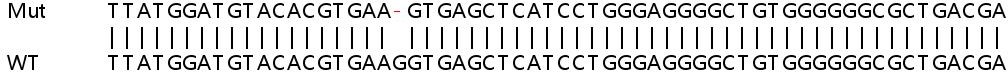 Sanger Sequencing - Human ICOSLG (ICOS Ligand) knockout HeLa cell line (AB265575), expandable thumbnail