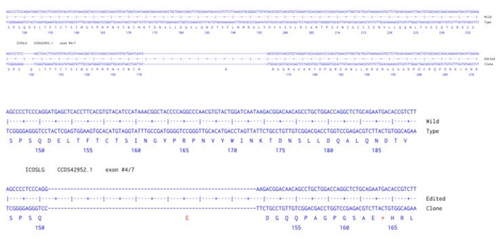 Human ICOSLG knockout A549 cell line