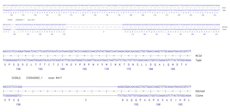Next Generation Sequencing - Human ICOSLG knockout A549 cell line (AB289055)