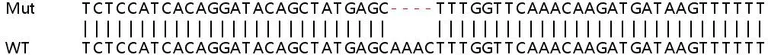 Sanger Sequencing - Human IDE (Insulin degrading enzyme) knockout HeLa cell line (AB261755)