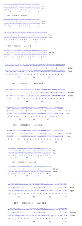 Next Generation Sequencing - Human IDH1 knockout HCT116 cell line (AB287494)
