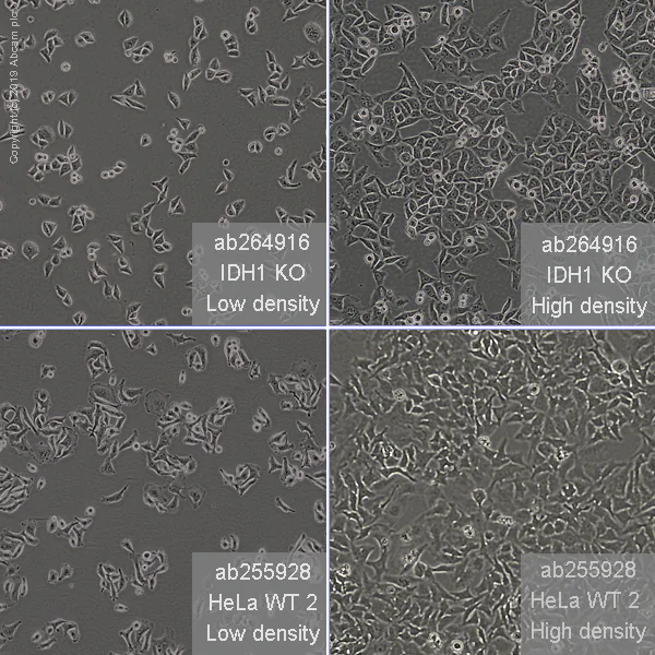 Cell Culture - Human IDH1 knockout HeLa cell line (AB264916)